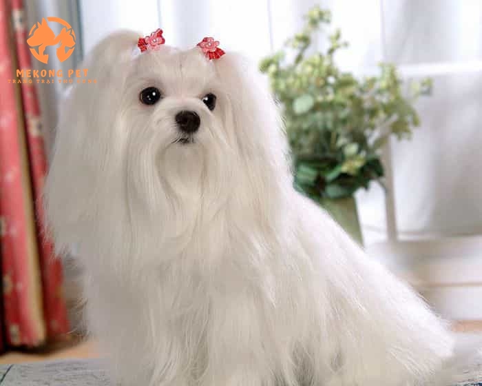 Khám Phá Thế Giới Chó Maltese: Mua Bán Uy Tín Tại TP.HCM, Bình Dương, Đồng Nai